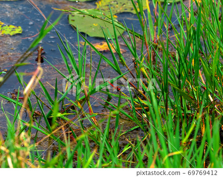 擱在池塘的葉子上的紅蜻蜓夏目 69769412