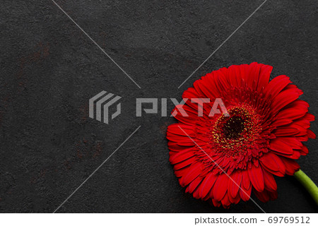 Bright gerbera flower on black background 69769512