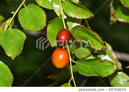 Fruit of jujube 69769639