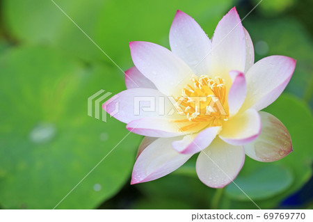 蓮花 蓮花 69769770