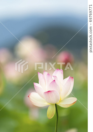 蓮花 蓮花 69769771