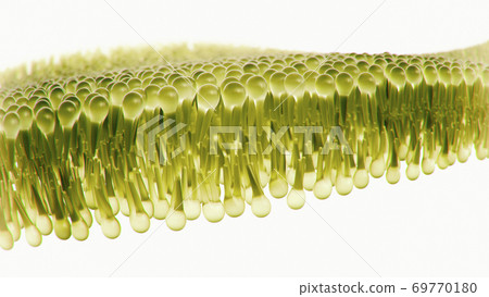 Human lipid bilayer Human lipid bilayer 69770180