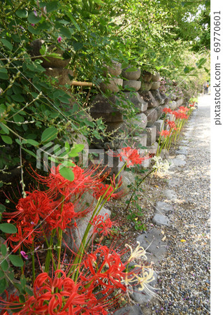 志根花開的本寺寺 69770601