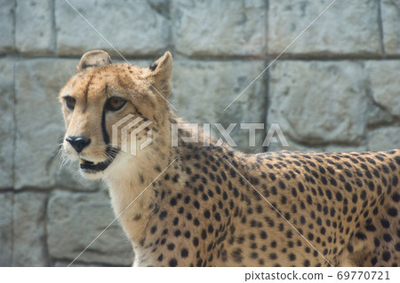 Cheetah Cheetah 69770721