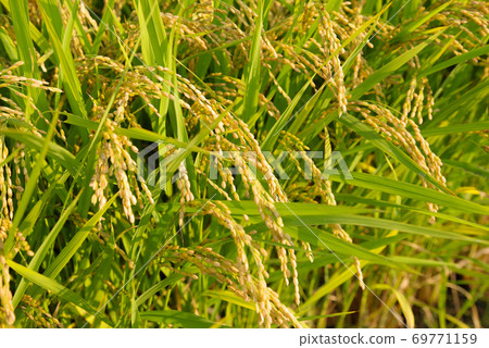 Japanese landscape "Inaho" 69771159