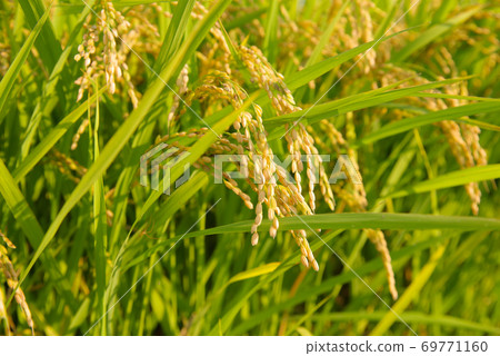 Japanese landscape "Inaho" 69771160