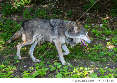 European Grey Wolf, Canis lupus in a german park 69771230
