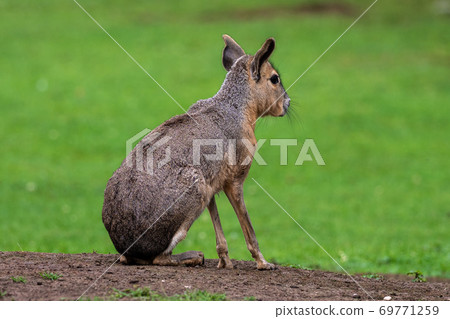 Patagonian Mara, Dolichotis patagonum are large relatives of guinea pigs 69771259
