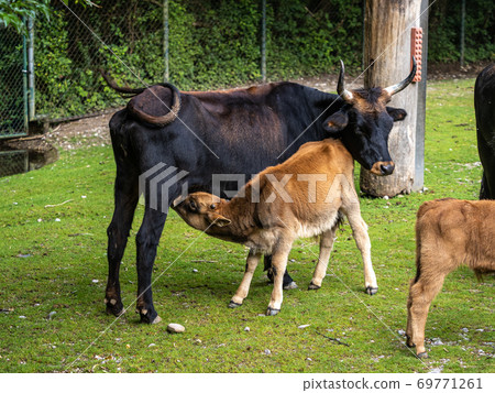 Baby Heck cattle, Bos primigenius taurus or aurochs in the zoo 69771261