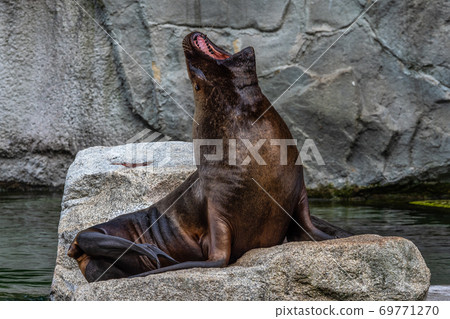 The South American sea lion, Otaria flavescens in the zoo The South American sea lion, Otaria flavescens in the zoo 69771270