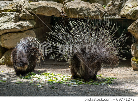 Indian crested Porcupine, Hystrix indica in a german nature park Indian crested Porcupine, Hystrix indica in a german nature park 69771272