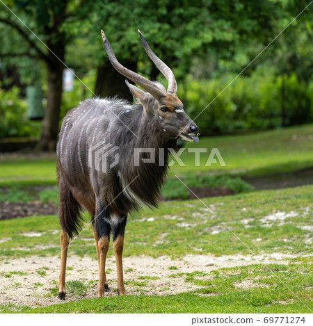Nyala Antelope - Tragelaphus angasii. Wild life animal. Nyala Antelope - Tragelaphus angasii. Wild life animal. 69771274