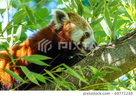 The red panda, Ailurus fulgens, also called the lesser panda. 69771288