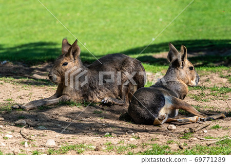 Patagonian Mara, Dolichotis patagonum are large relatives of guinea pigs 69771289