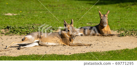 Patagonian Mara, Dolichotis patagonum are large relatives of guinea pigs 69771295
