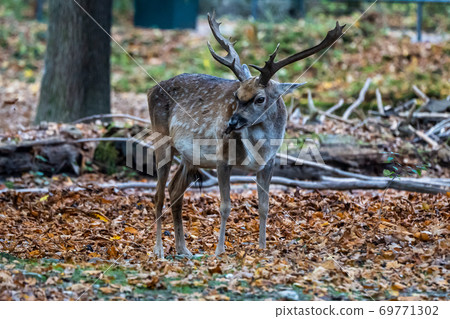 The fallow deer, Dama mesopotamica is a ruminant mammal 69771302