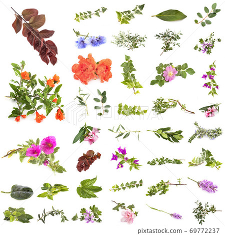 leaf and flowers leaf and flowers 69772237