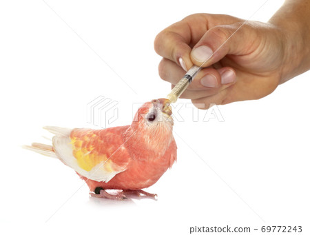 Bourke parrot 69772243
