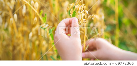 Child's hand holding the ears of oats. Child's hand holding the ears of oats. 69772366