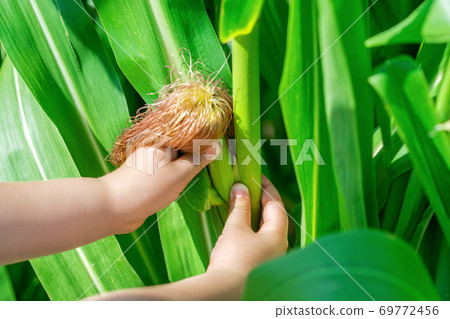 Cob of corn in hands of little child 69772456