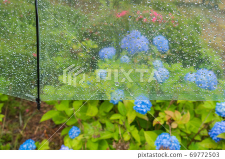 Hydrangea over a vinyl umbrella Hydrangea over a vinyl umbrella 69772503