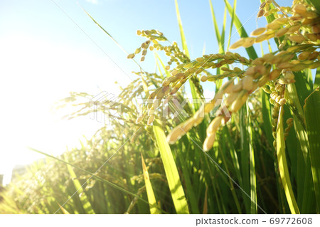 Inaho paddy rice Inaho paddy rice 69772608