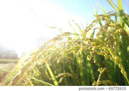 稻荷水稻 69772610