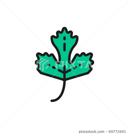 Parsley, herb, spice flat color line icon. Isolated on white background 69772691