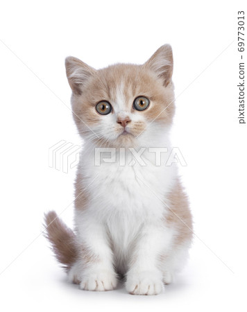 Creme with white british shorthair cat on white 69773013