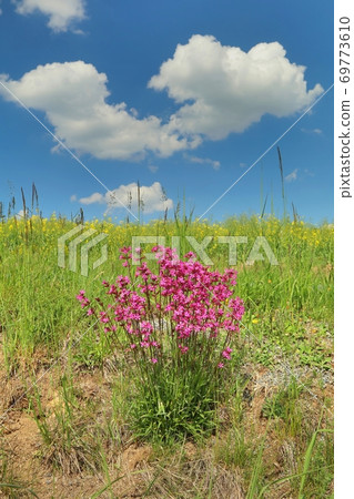 Pink flower Lychnis viscaria in blossom Pink flower Lychnis viscaria in blossom 69773610