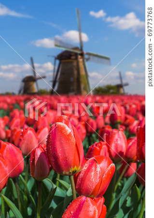 Windmills and flowers in Netherlands Windmills and flowers in Netherlands 69773768