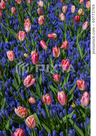 Flowers in garden Keukenhof Netherlands Flowers in garden Keukenhof Netherlands 69773769