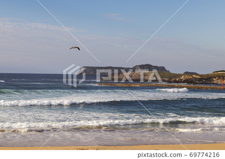 seagull flying through the sky 69774216