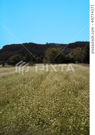 Soba field, mountains, blue sky 69774371