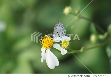 Butterflies and small flowers 69774568