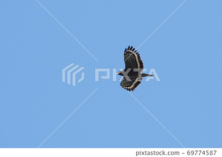 大冠鷲飛行 大冠鷲飛行 69774587