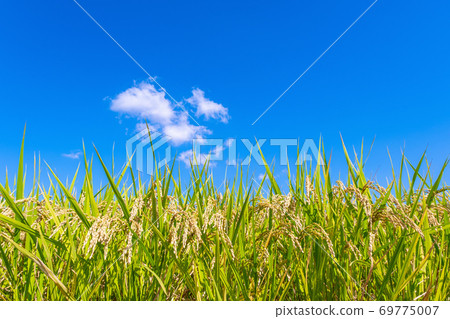 Rice planted in the blue sky and golden color 69775007