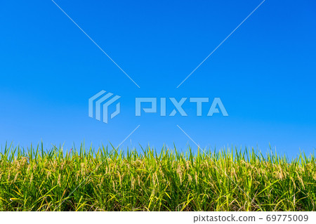 水稻種植在藍天和金黃 69775009
