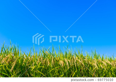 水稻種植在藍天和金黃 69775010