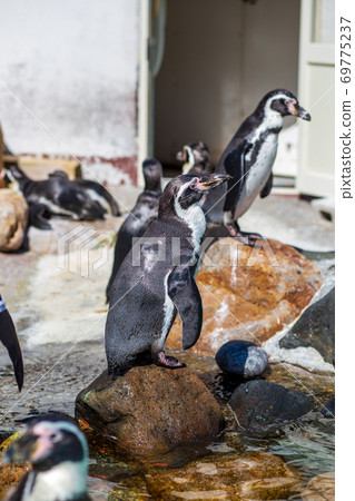 Otaru Aquarium Humboldt Penguins Otaru Aquarium Humboldt Penguins 69775237