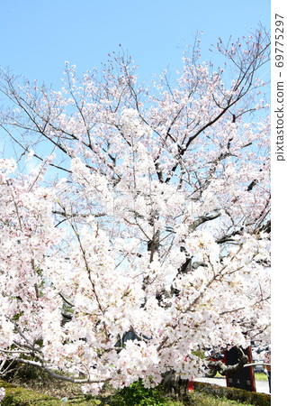 Cherry blossoms Cherry blossoms 69775297