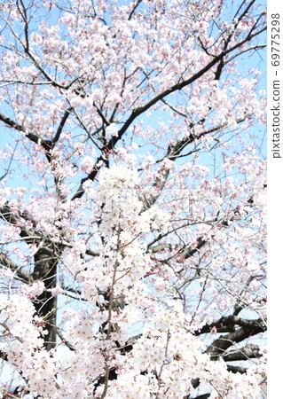 Cherry blossoms 69775298