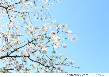 Cherry blossoms 69775322