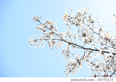 Cherry blossoms 69775323