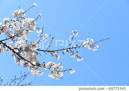 櫻花 櫻花 69775341