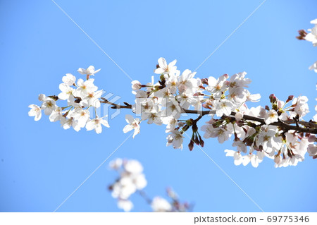 Cherry blossoms Cherry blossoms 69775346