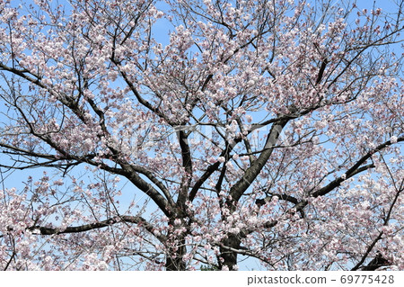 櫻花 69775428