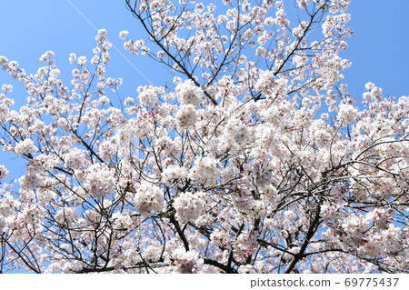 櫻花 69775437