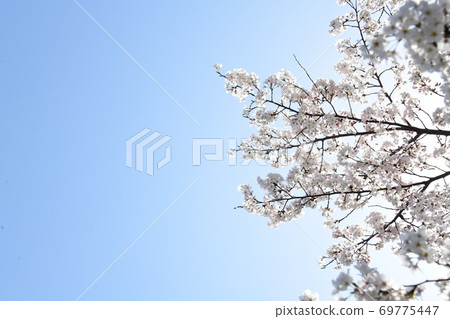 櫻花 69775447