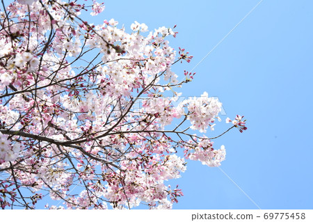 櫻花 69775458